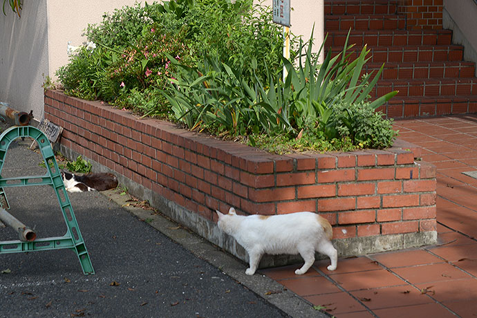 太田区のねこ