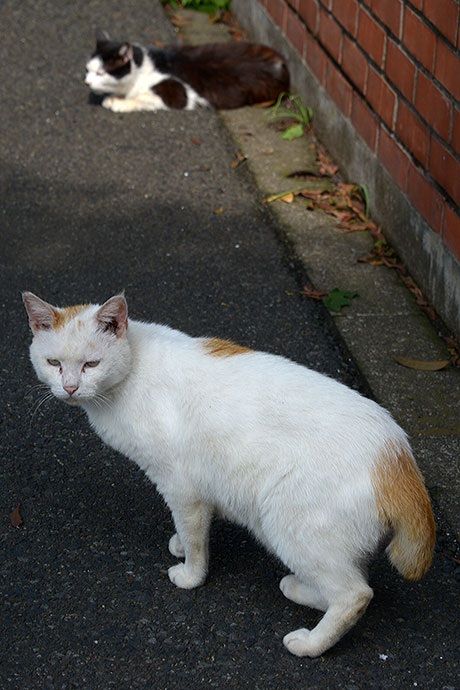 太田区のねこ