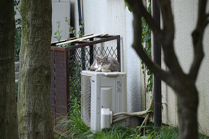 太田区のねこ