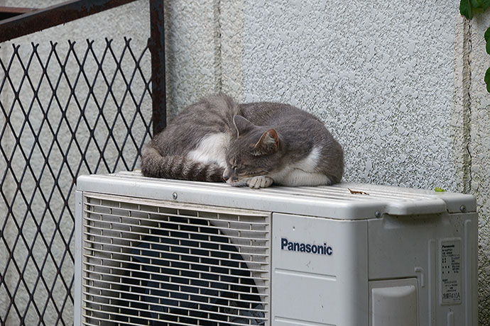 太田区のねこ