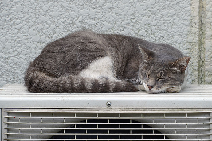 太田区のねこ