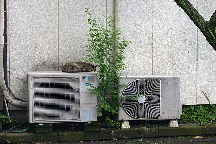 太田区のねこ