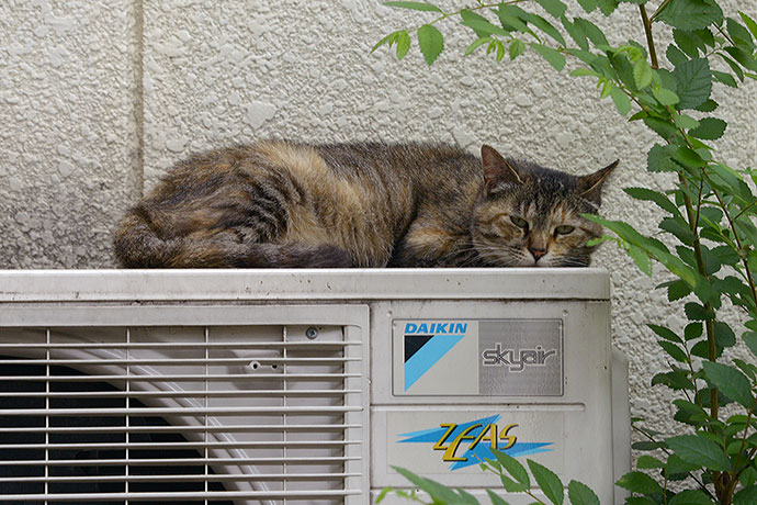 太田区のねこ