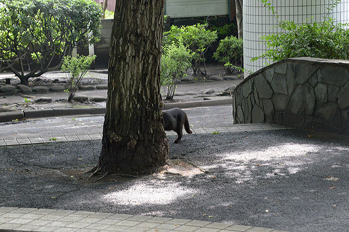 太田区のねこ