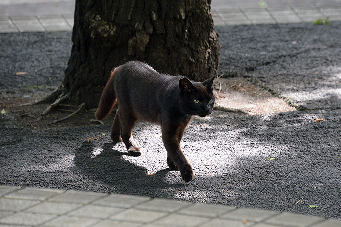 太田区のねこ