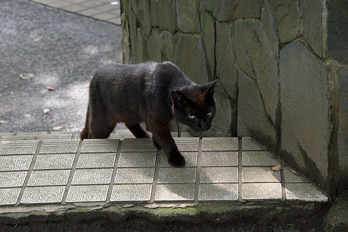 太田区のねこ