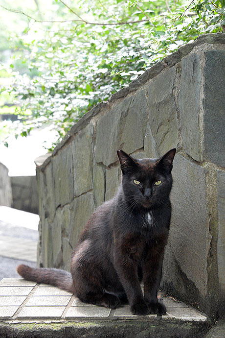 太田区のねこ