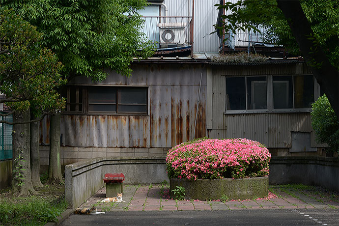 太田区のねこ