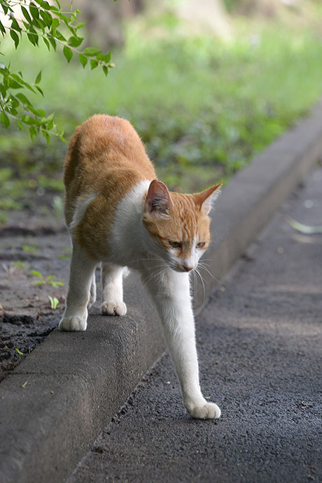 太田区のねこ