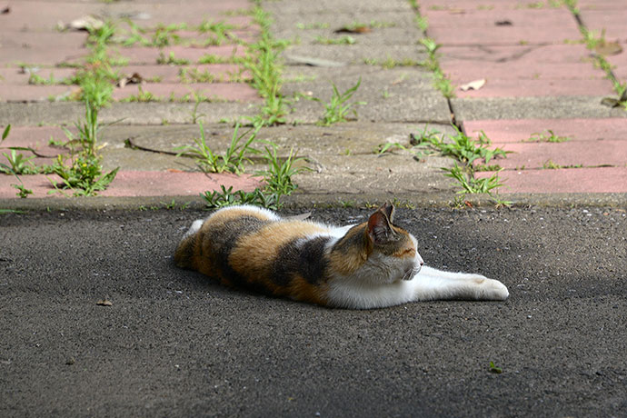 太田区のねこ