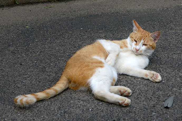 太田区のねこ