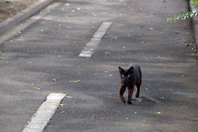 太田区のねこ