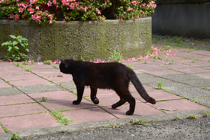 太田区のねこ