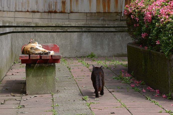 太田区のねこ