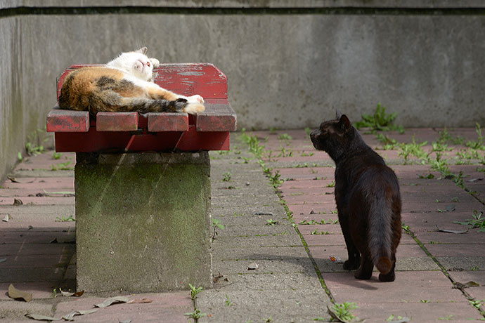 太田区のねこ