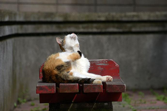 太田区のねこ