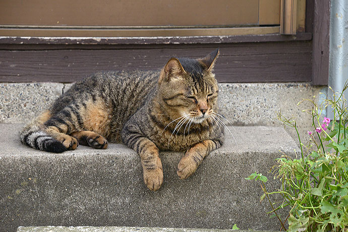 太田区のねこ