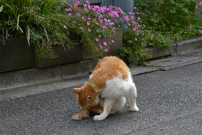 太田区のねこ