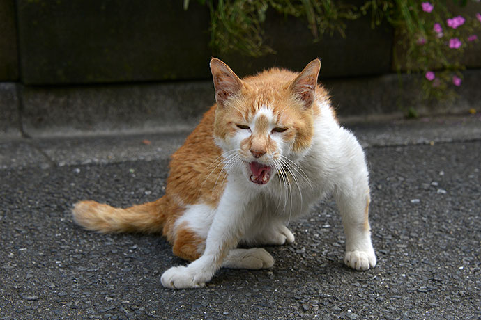 太田区のねこ