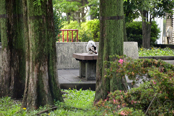 太田区のねこ