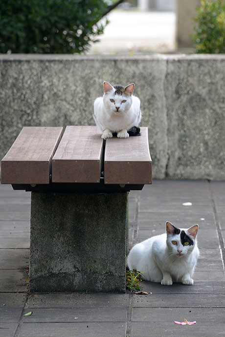 太田区のねこ