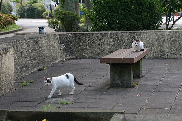 太田区のねこ