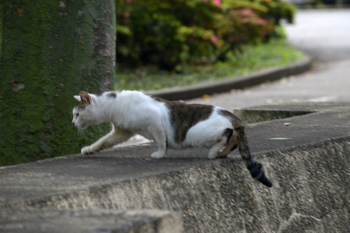 太田区のねこ