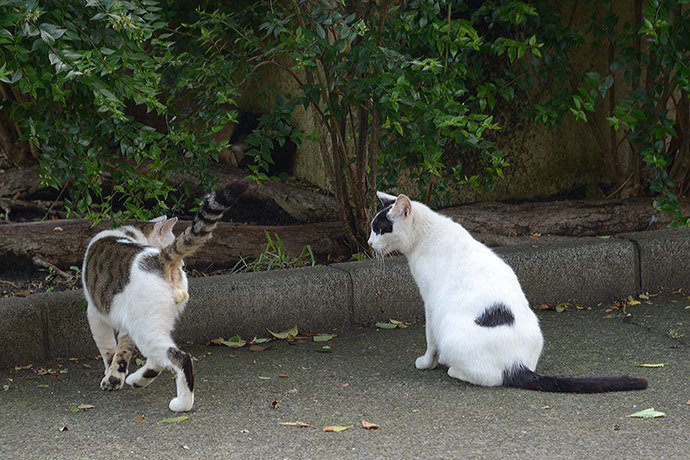 太田区のねこ