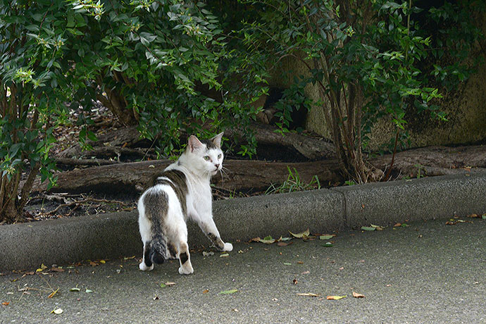 太田区のねこ