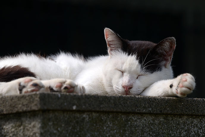 太田区のねこ