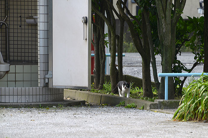 太田区のねこ