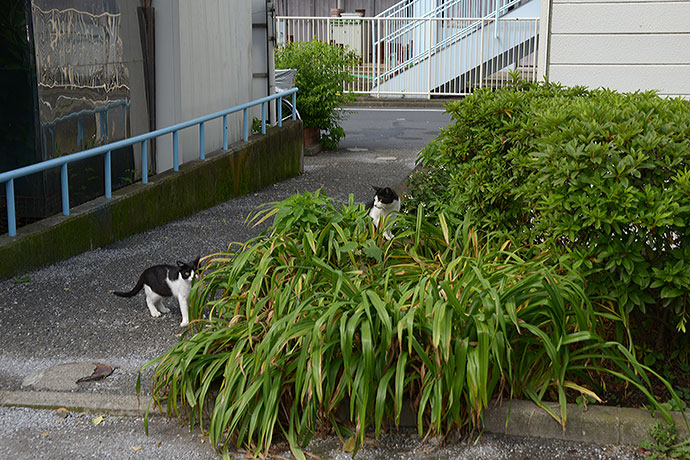 太田区のねこ