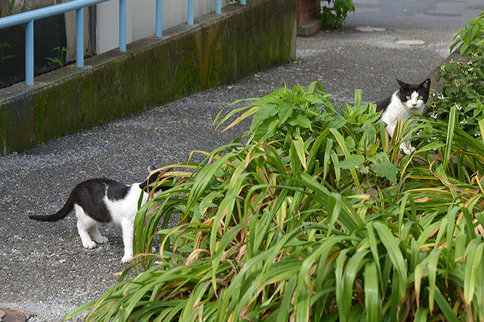 太田区のねこ