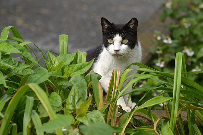 太田区のねこ