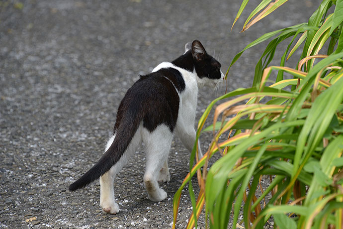 太田区のねこ