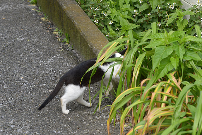 太田区のねこ