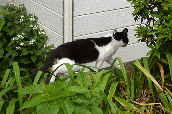 太田区のねこ