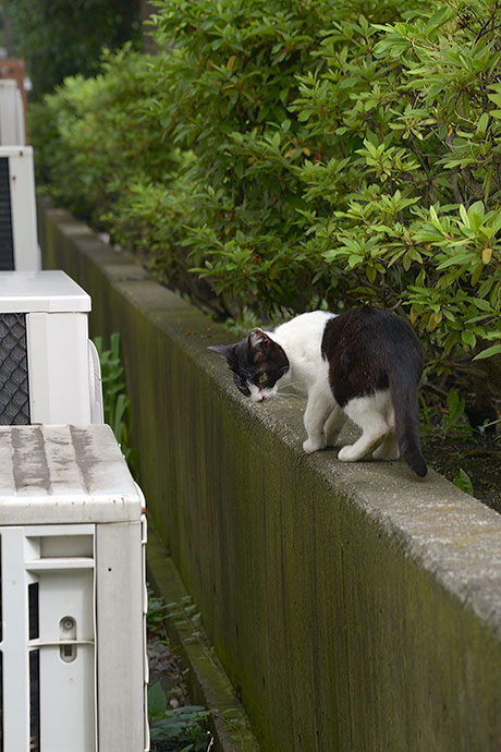 太田区のねこ