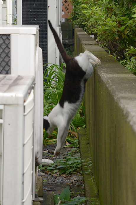 太田区のねこ