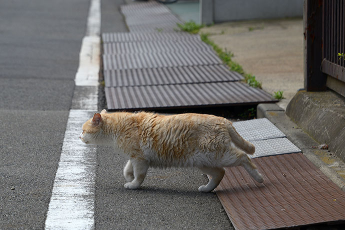 太田区のねこ