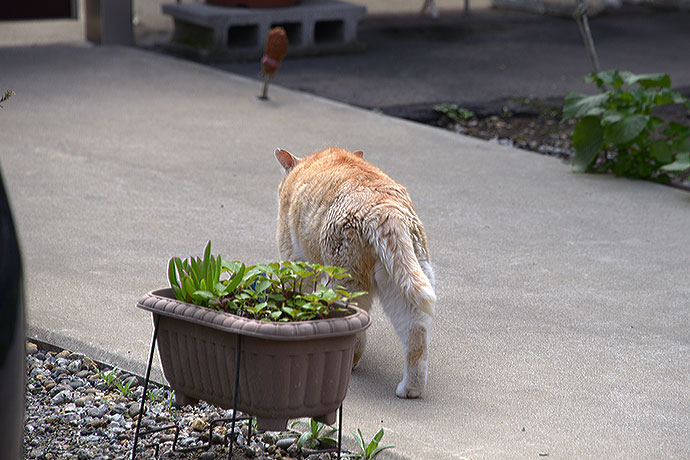 太田区のねこ