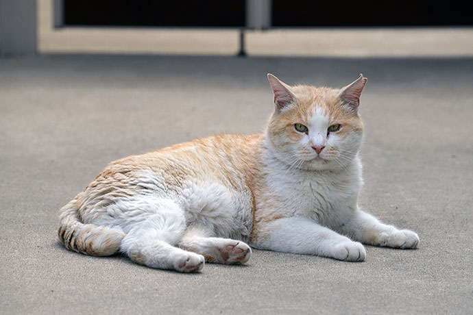 太田区のねこ