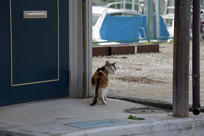 太田区のねこ