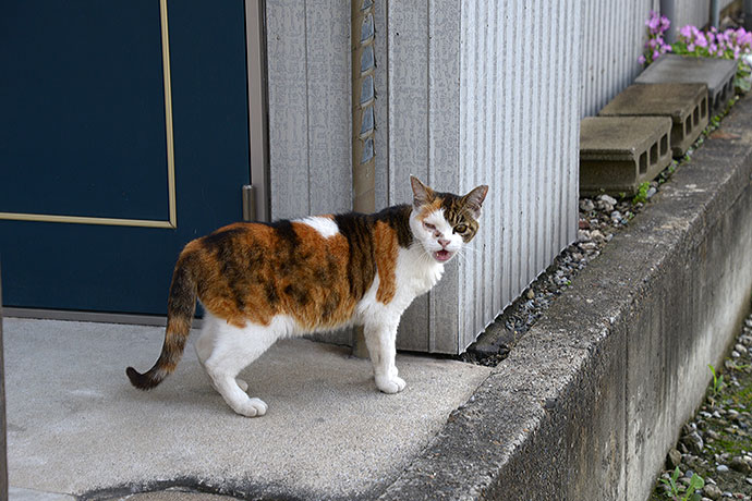 太田区のねこ