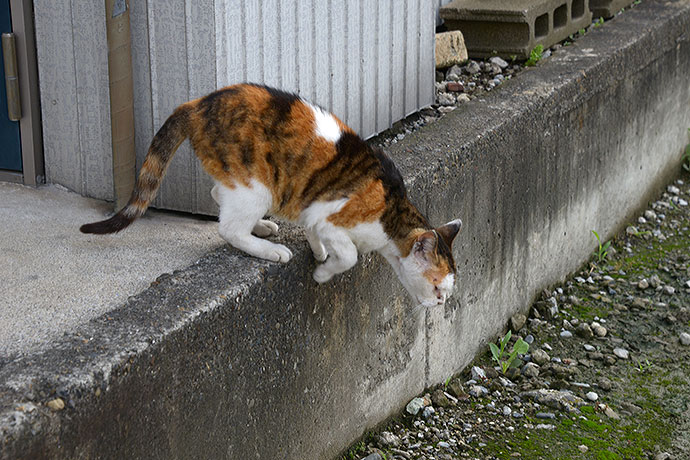 太田区のねこ