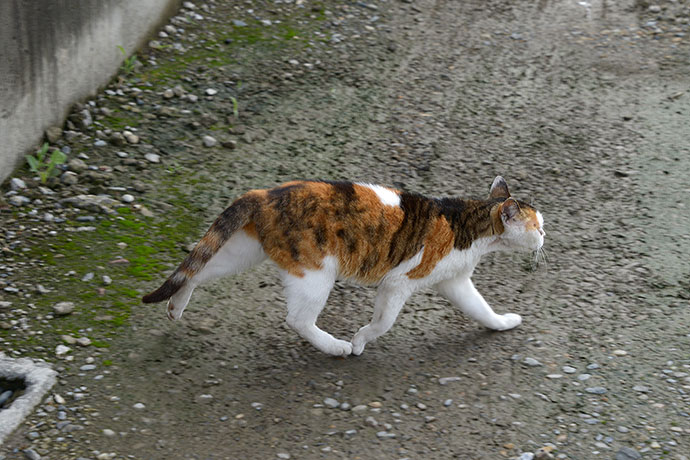 太田区のねこ