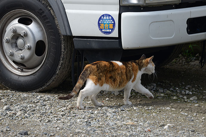 太田区のねこ