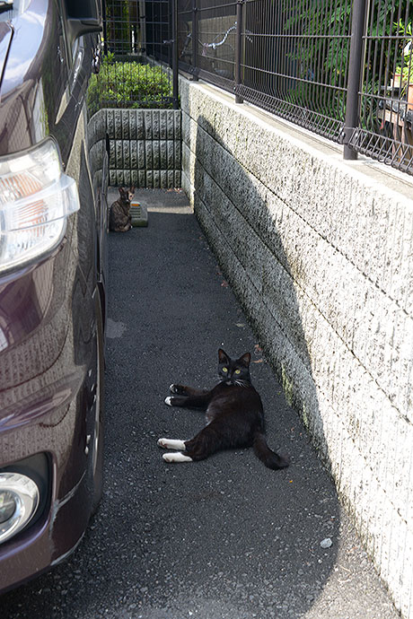 太田区のねこ