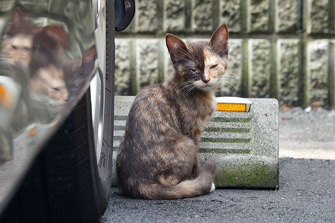 太田区のねこ