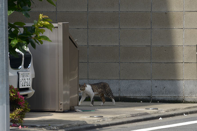 太田区のねこ